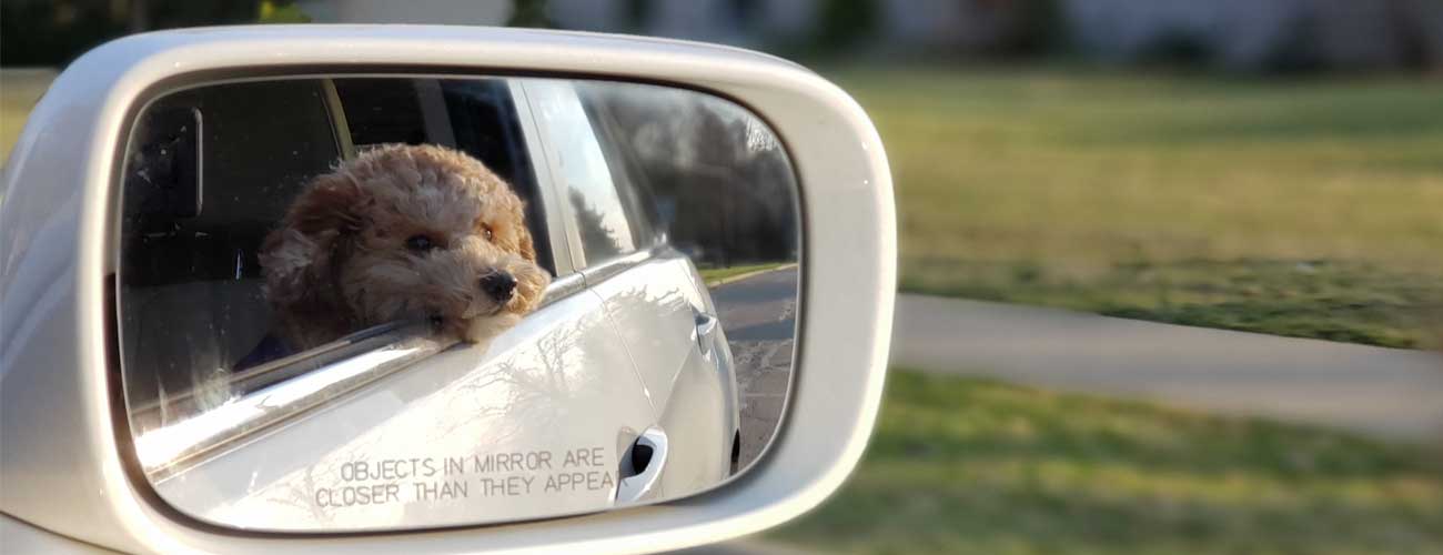 dog in car rules